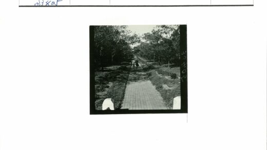 绿树成荫的两人小路.jpg