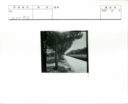 绿荫土路晴空远.jpg