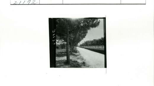 绿荫土路晴空远.jpg