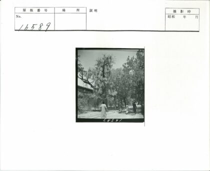 绿荫小路自然风光.jpg