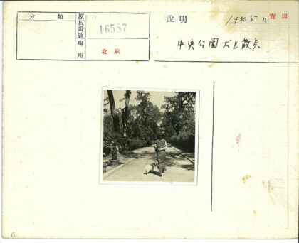 绿荫小路遛狗人盆栽相伴.jpg