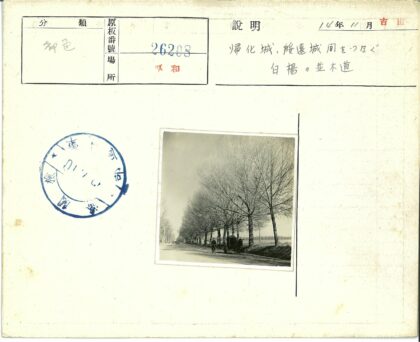 绿荫路上骑自行车与马车同行.jpg
