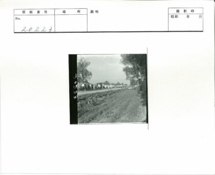 绿荫道路人群行走.jpg