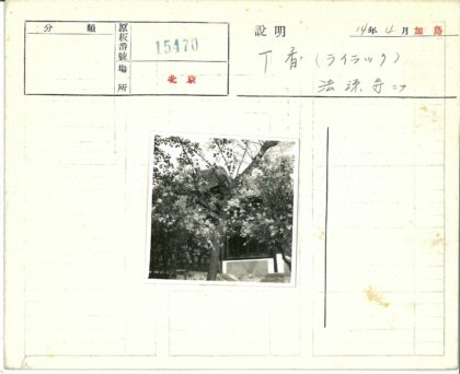 绿荫鲜花掩映的阶梯建筑.jpg