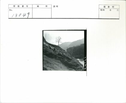 羊群岩石山坡吃草孤树山景.jpg