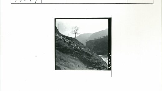 羊群岩石山坡吃草孤树山景.jpg