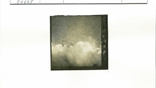 群鸟翱翔云间树梢景.jpg