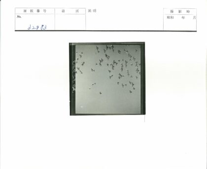 群鸟翱翔晴空.jpg