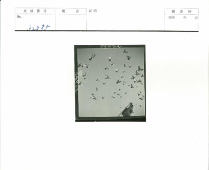 群鸟飞翔与旗帜风景.jpg