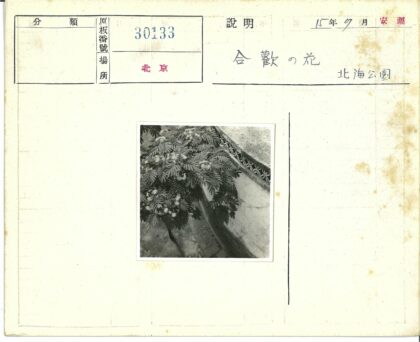 羽叶植物与花纹混凝土墙.jpg