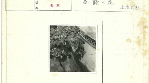 羽叶植物与花纹混凝土墙.jpg