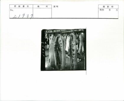 肉类加工车间悬挂肉品实景.jpg