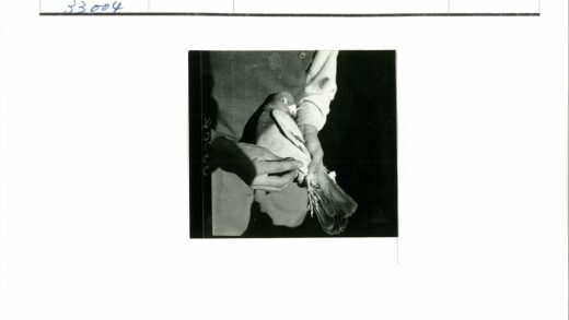 背心衬衫男子手捧鸽子.jpg