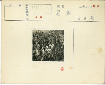 自然光下白色鸢尾花园.jpg