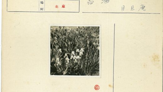 自然光下白色鸢尾花园.jpg