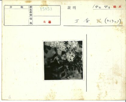 自然白色花朵与绿叶特写.jpg