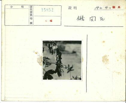 自然花草特写与虚化背景.jpg
