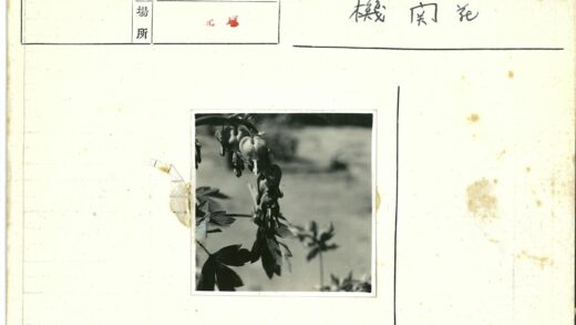 自然花草特写与虚化背景.jpg