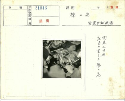 自然阳光下棉花芽特写.jpg