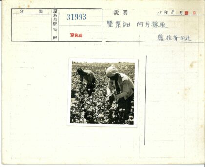 花丛中劳作的农民.jpg