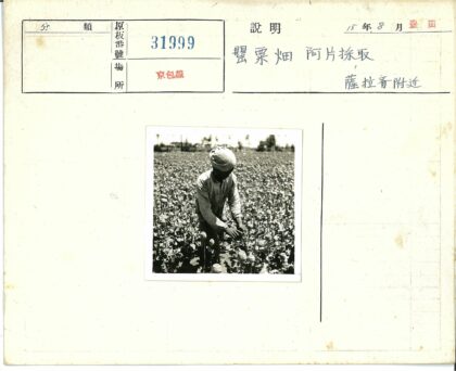 花农照料开花植物田间劳作.jpg