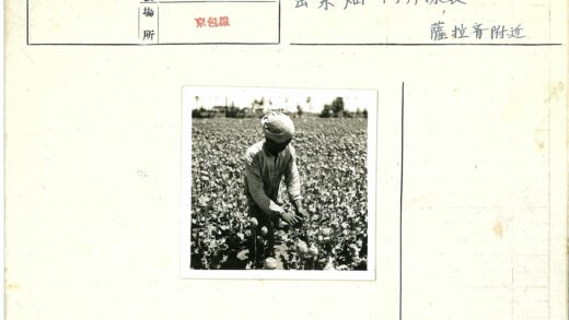 花农照料开花植物田间劳作.jpg