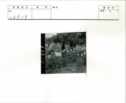 花园伞下赏花人.jpg