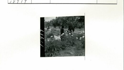 花园伞下赏花人.jpg