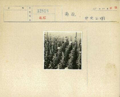 花园开花植物黑白照.jpg
