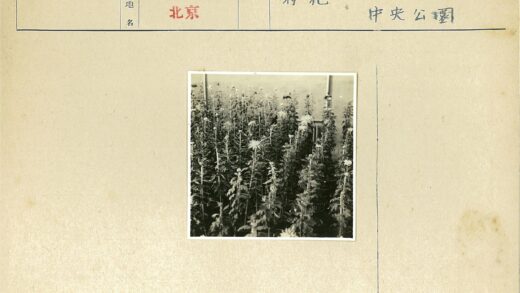 花园开花植物黑白照.jpg