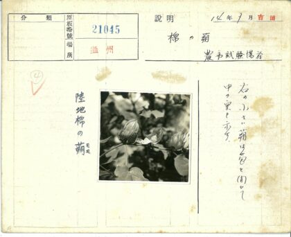 花园棉花植株大叶特写.jpg