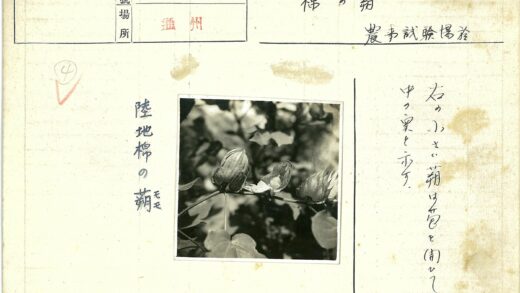 花园棉花植株大叶特写.jpg