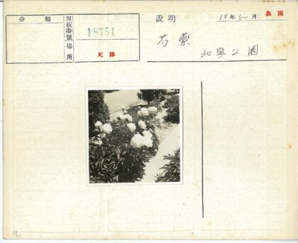 花园白色花朵与绿叶景观.jpg