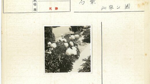 花园白色花朵与绿叶景观.jpg