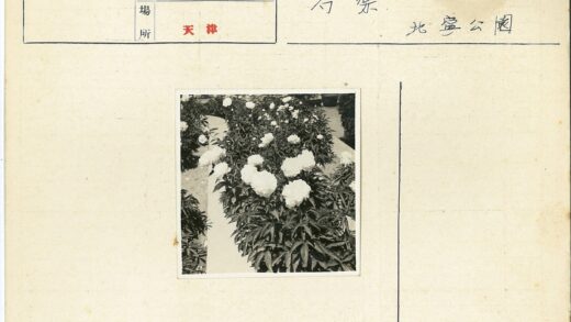 花园白花盛开绿荫小径.jpg