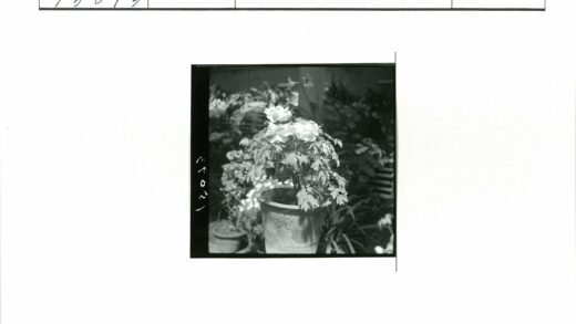 花园盆栽盛开植物特写.jpg