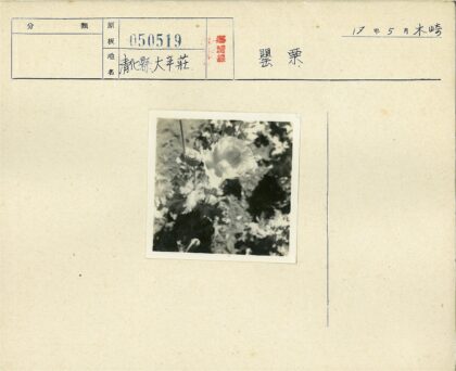 花园盛开花朵与叶间花蕾.jpg