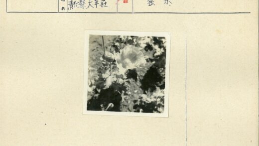 花园盛开花朵与叶间花蕾.jpg