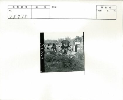 花园赏花散步人群交流.jpg