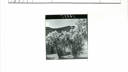 花开树影石门远山景.jpg