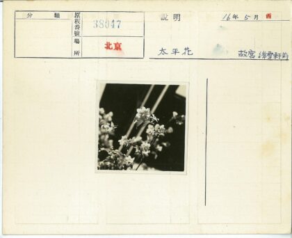 花朵特写模糊背景.jpg