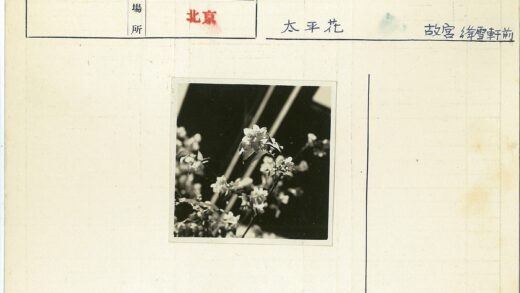 花朵特写模糊背景.jpg
