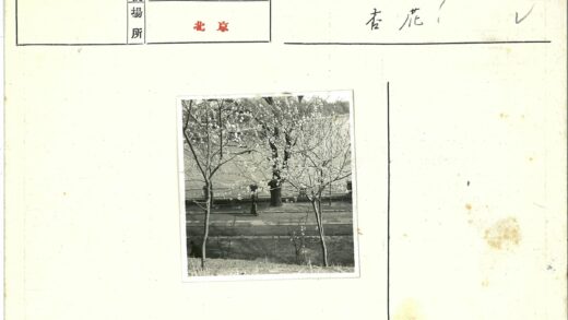 花林小径俯瞰水域.jpg