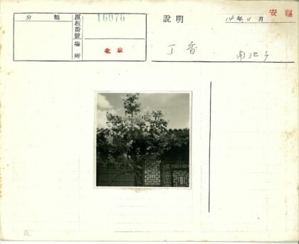 花树与古建窗景.jpg