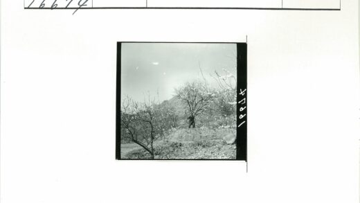 花树岩石山地风景.jpg
