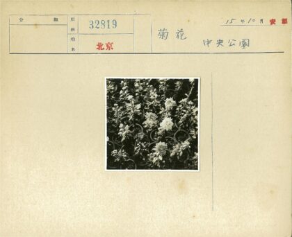 花盆花朵灰度摄影.jpg