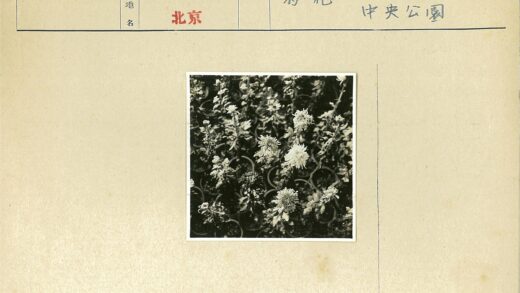 花盆花朵灰度摄影.jpg