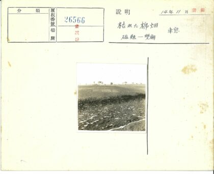 苍茫天空下的稀疏植被与远树.jpg