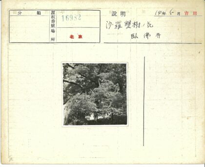 茂密大树阳光枝叶户外风景.jpg