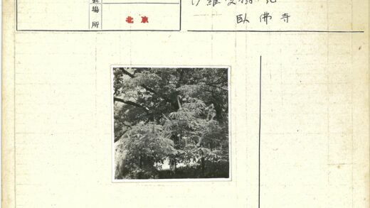 茂密大树阳光枝叶户外风景.jpg